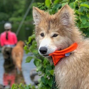 Meet your Posher, Isabel